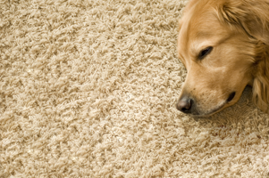 carpet-small-dog